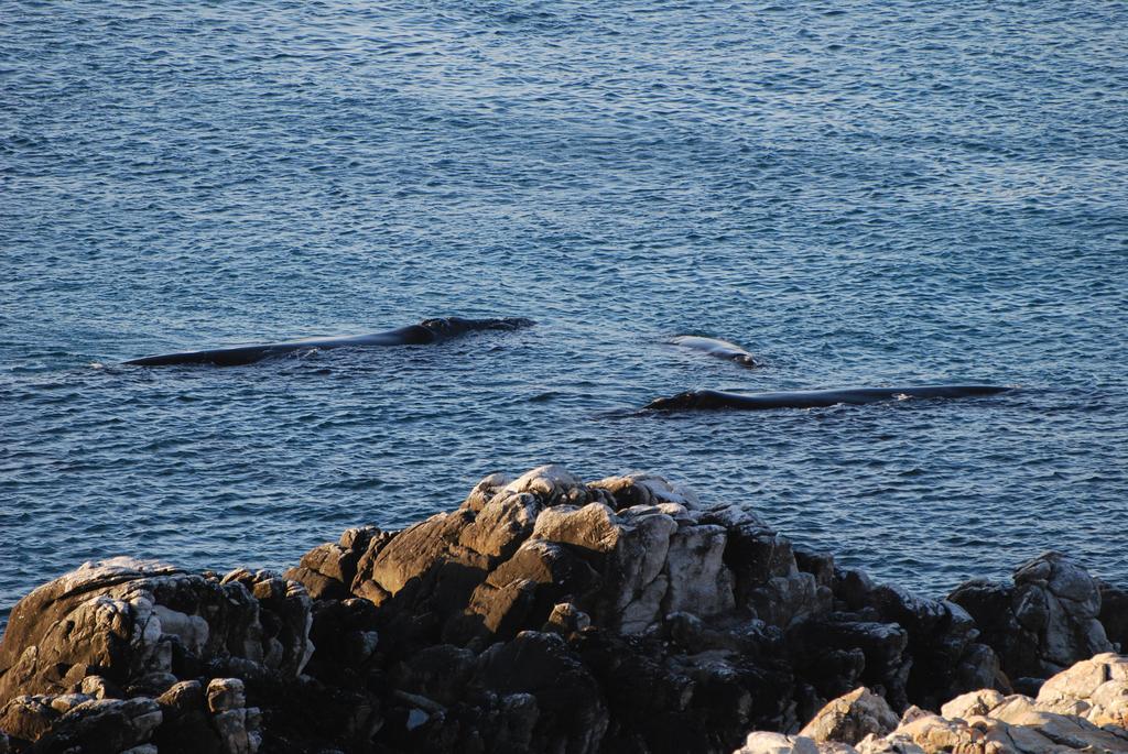 Appartamento Whaletale De Kelders Esterno foto
