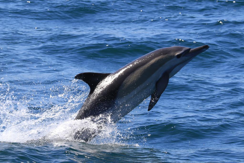 Appartamento Whaletale De Kelders Esterno foto