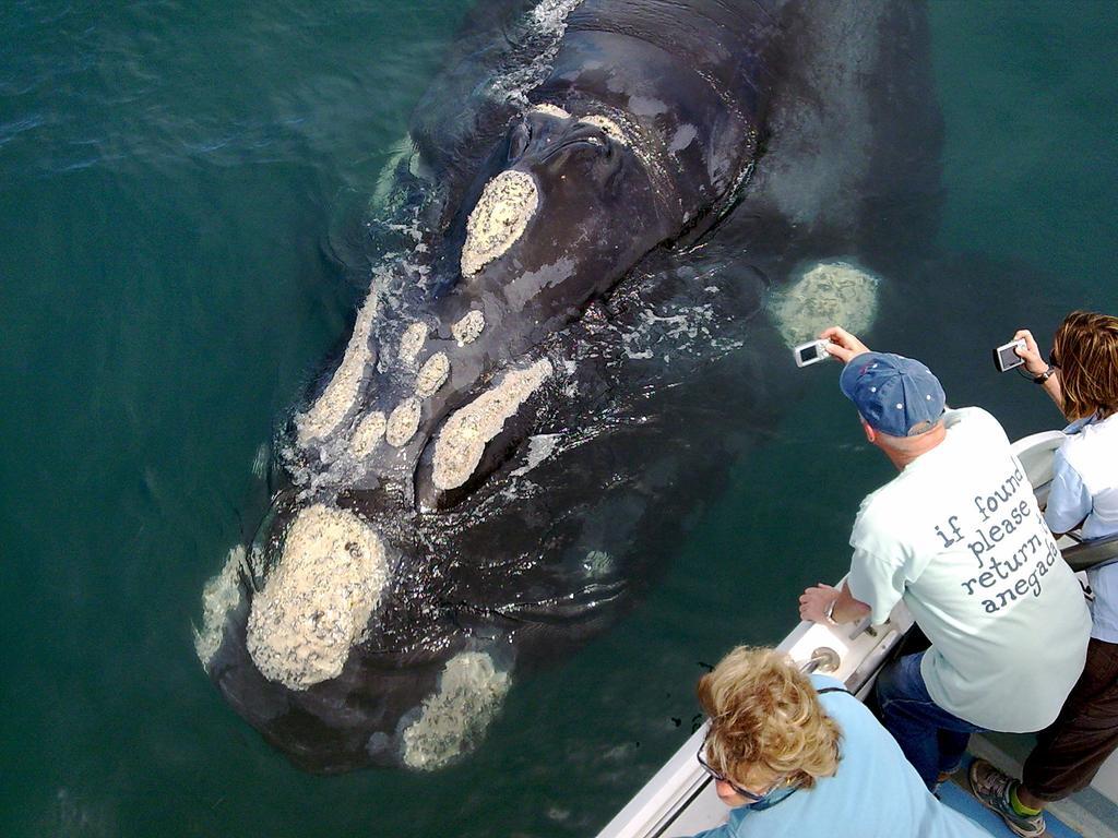 Appartamento Whaletale De Kelders Esterno foto